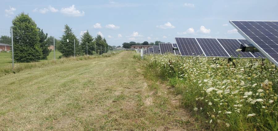 Pollinator-friendly wildflowers under solar panels